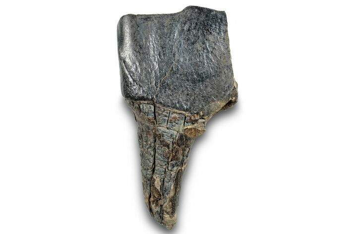 Bargain, Fossil Woolly Rhino (Coelodonta) Tooth - Siberia #257837